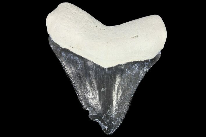 Fossil Megalodon Tooth - Florida #103352